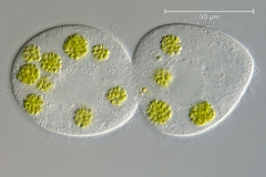 Colpidium colpoda