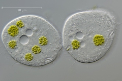 Colpidium colpoda