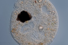 Bresslauides cf discoideus