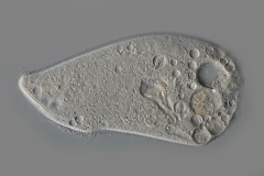 Epispathidium amphoriforme