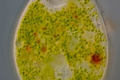 Climacostomum virens