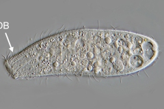 Spathidium muscicola