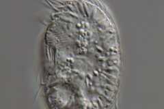 Leptopharynx costatus