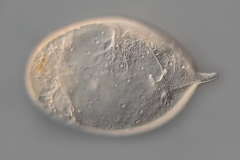 Trachelius ovum (1)