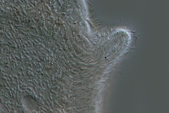 Trachelius ovum - Rüssel (2)