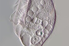 Blepharisma musculus