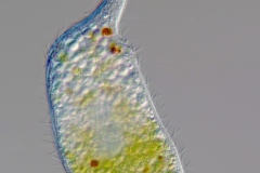 PTP-Lacrymaria-sp.-ca.-300-µm-LD