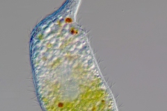 Lacrymaria sp.