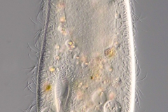 Paramecium caudatum