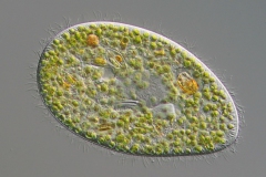 Paramecium bursaria