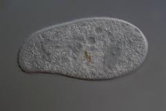 Trithigmostoma cucullulus