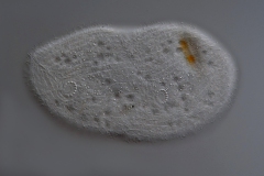 Trithigmostoma cucullulus