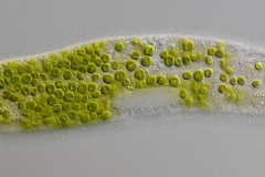 Pseudobelpharisma chlorelligera