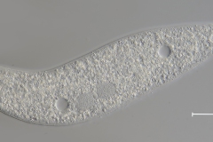 cf. Litonotus varsaviensis