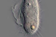 Cyclidium oder Ctedoctema