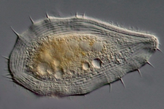 Loxophyllum verrucosum