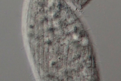 Epispathidium amphoriforme