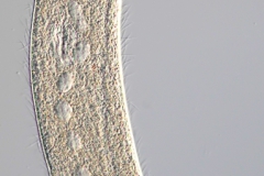 Spirostomum ambiguum