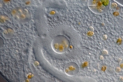 Bursaria truncatella 2