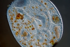 Bursaria truncatella 1