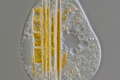 Colpidium cf. colpoda