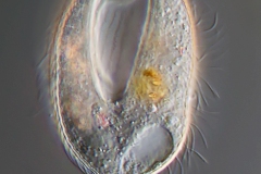 Lembadion lucens