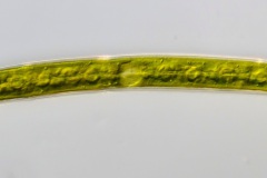 Closterium directum (2)