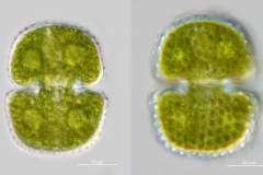 Cosmarium reniforme