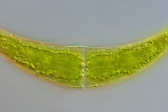 Closterium moniliferum