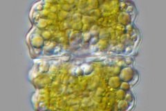 Euastrum bidentatum