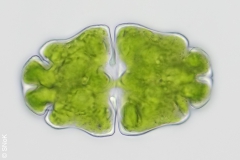 Euastrum ventricosum