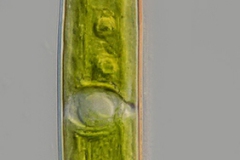 Closterium littorale