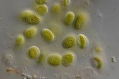 Serritaenia sp.