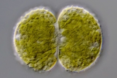 Cosmarium malinvernianum var. badense