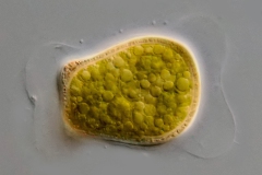 Cylindrocystis  Zygote