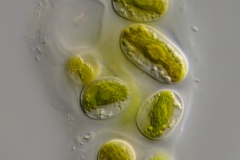 Mesotaenium macrococcum