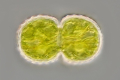 Cosmarium amoenum