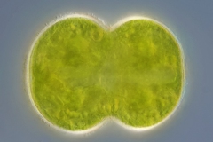 Cosmarium connatum