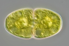 Cosmarium pseudopyramidatum
