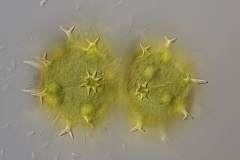 Xanthidium armatum