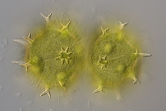 Xanthidium armatum