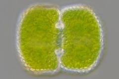 Cosmarium conspersum var. latum