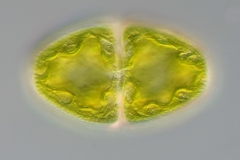 Cosmarium pyramidatum