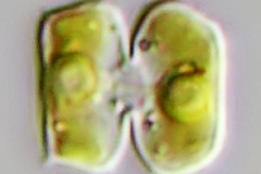 Cosmarium sp.