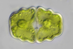 Cosmarium venustum