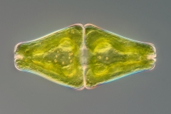 Euastrum ansatum - 110x46 µm