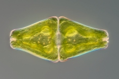 Euastrum rhomboidale