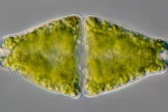 Euastrum ansatum var. rhomboidale