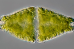 Euastrum rhomboidale