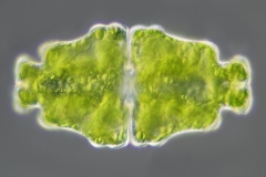 Euastrum humerosum